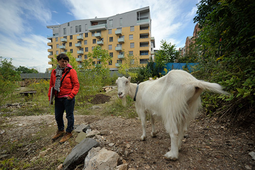 Polonca Lovšin, Goat